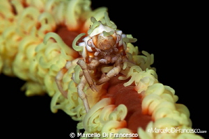 ALIEN frontal view !! by Marcello Di Francesco 